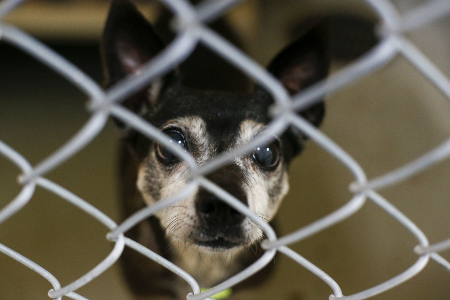 Clear the Shelter
